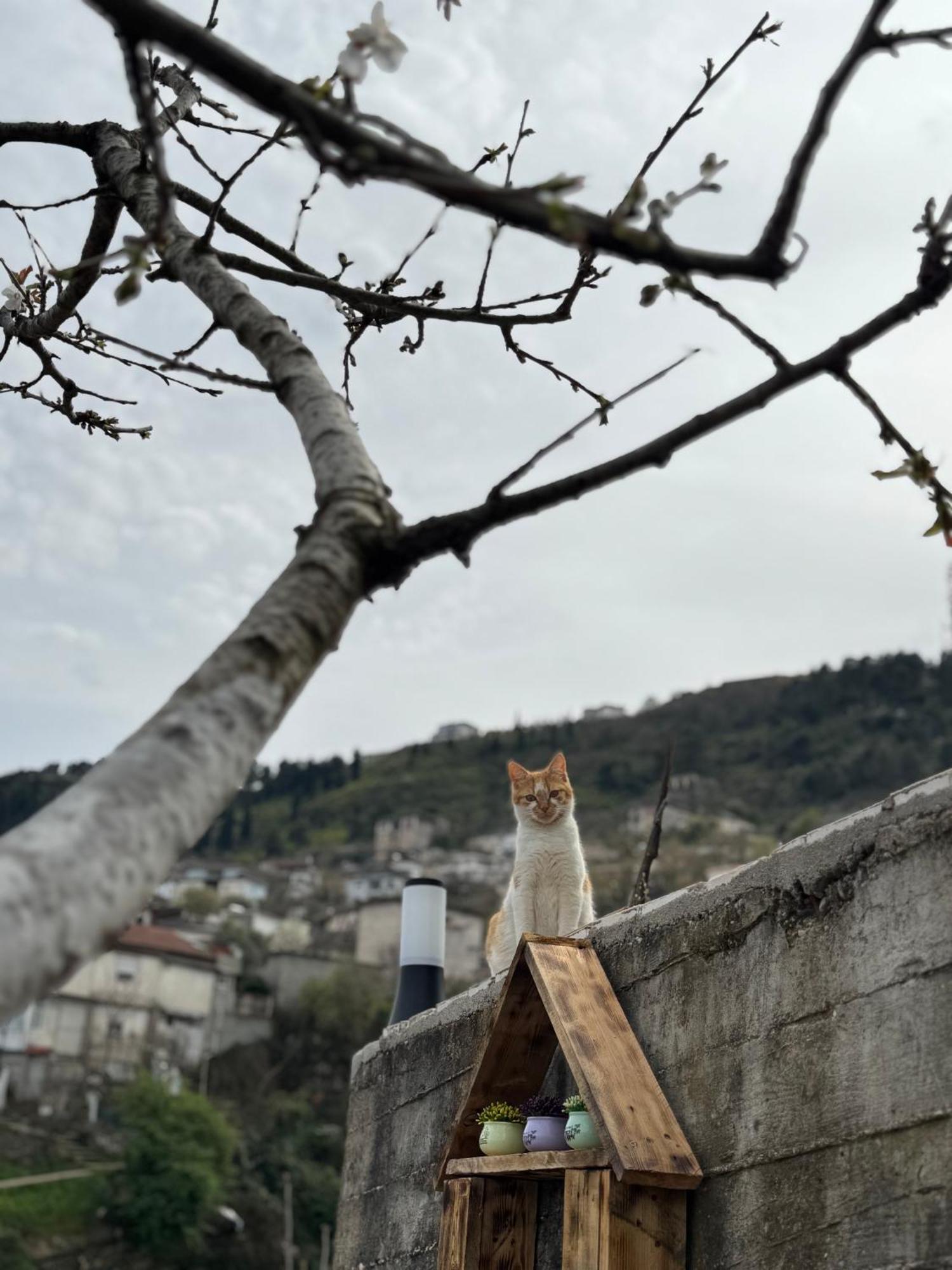 Ilvi Guesthouse Gjirokastër Eksteriør billede